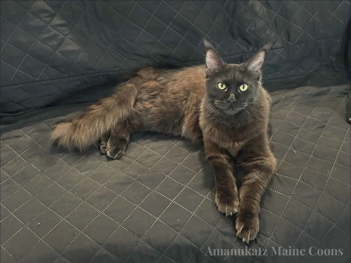 Yuna — Maine Coon queen