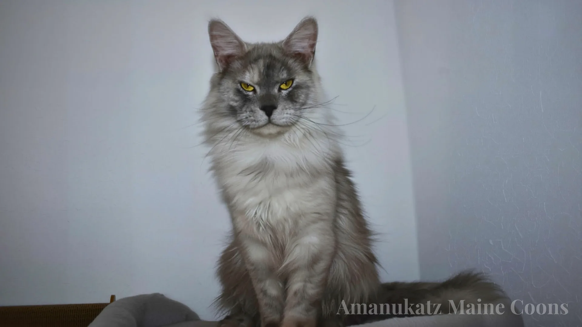 Luke — Maine Coon king