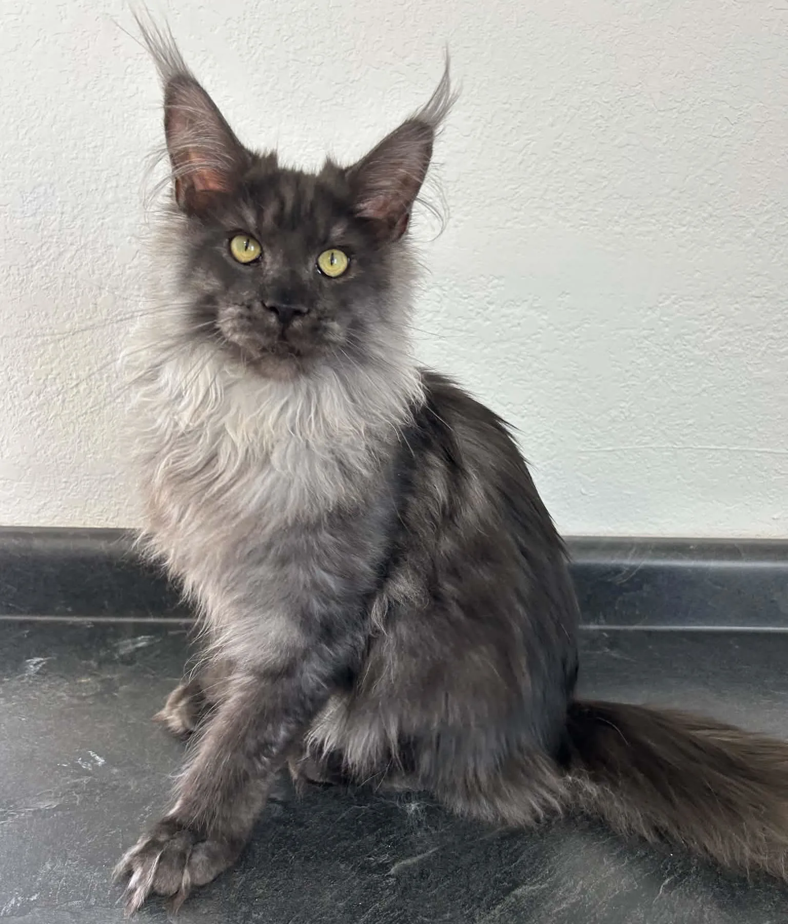 Dunkin — Maine Coon king